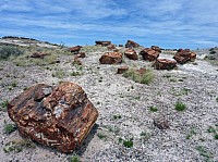 Giant logs FP (3).JPG